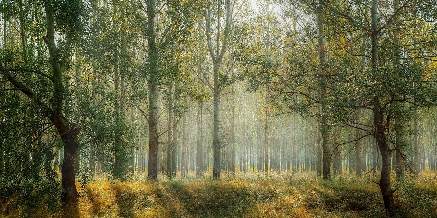 Sunlight beams through tall trees in a foggy forest, casting soft rays and shadows, one of the best places near Waghora waterfalls.