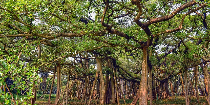 View of the great banyan tree inside the temple, another sacred gem near Tuljapur temple