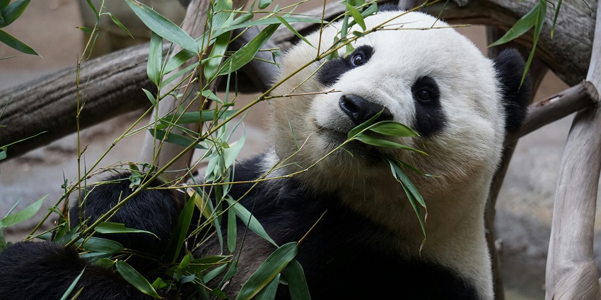 Adorable panda sitting on the ground, calmly enjoying its surroundings in a natural habitat.