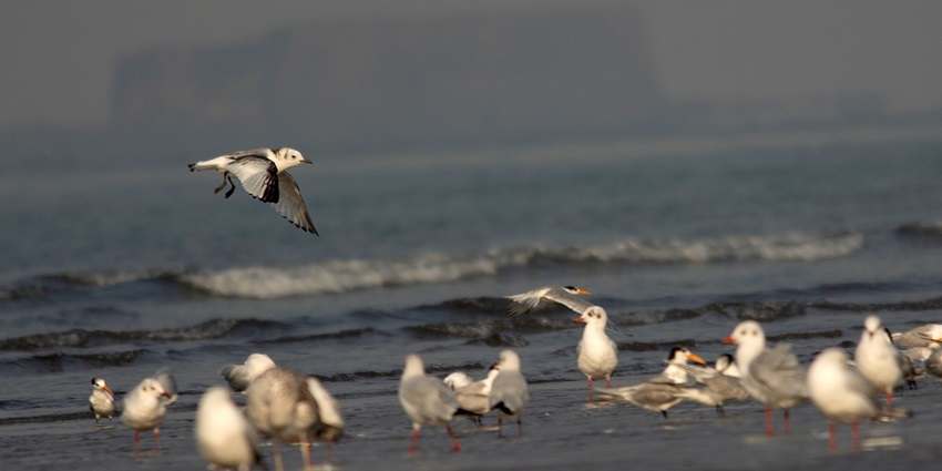 A Sanderling bird standing on the sandy shore, highlighting its delicate features and beach habitat
