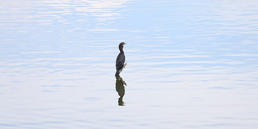 The Alasanatham Lake is surely one of the places to visit near hosur within 50 kms
