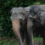 Majestic elephant pair strolling through the lush landscape of a wildlife sanctuary.