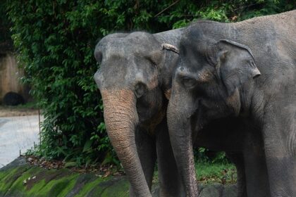 Majestic elephant pair strolling through the lush landscape of a wildlife sanctuary.