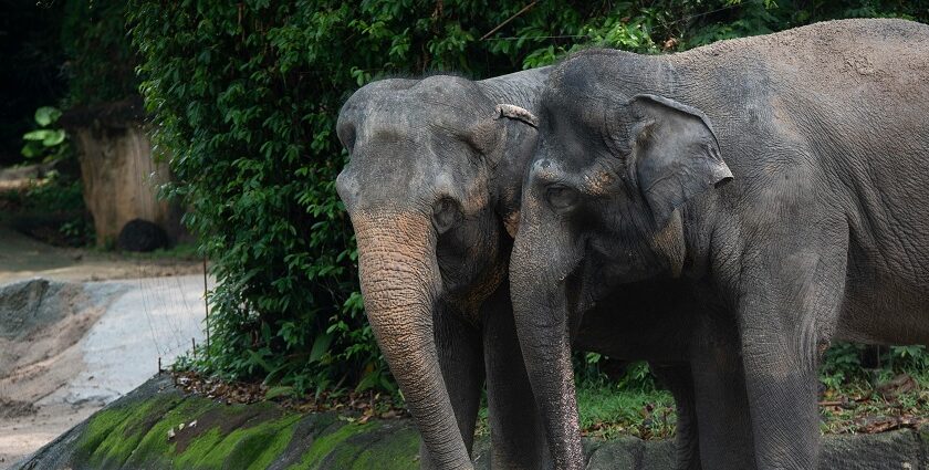 Majestic elephant pair strolling through the lush landscape of a wildlife sanctuary.