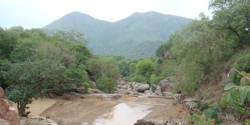 A picture of Amirthi Forest Reserve, trekking here is one of the best things to do in Yelagiri.