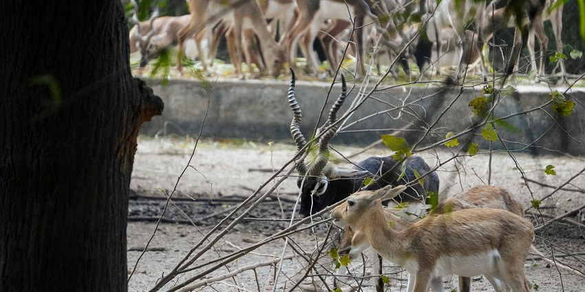 One of the places to visit in Vellore is Amirthi Zoological Park's crocodile enclosure.