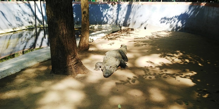 Image of a crocodile death trail around the zoo in natural habitat also there is tree that giving shade