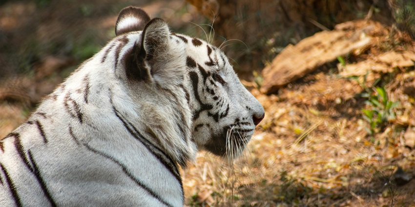 Amirthi Zoological Park with forested enclosures, spotted deer, and tranquil walking paths in Vellore district.