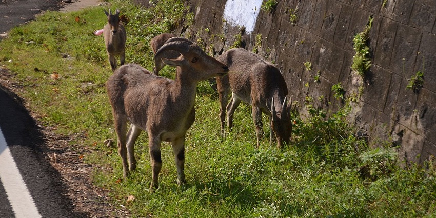 Nilgiri Tahr at Anamalai Tiger Reserve, Tamil Nadu for travellers to explore.