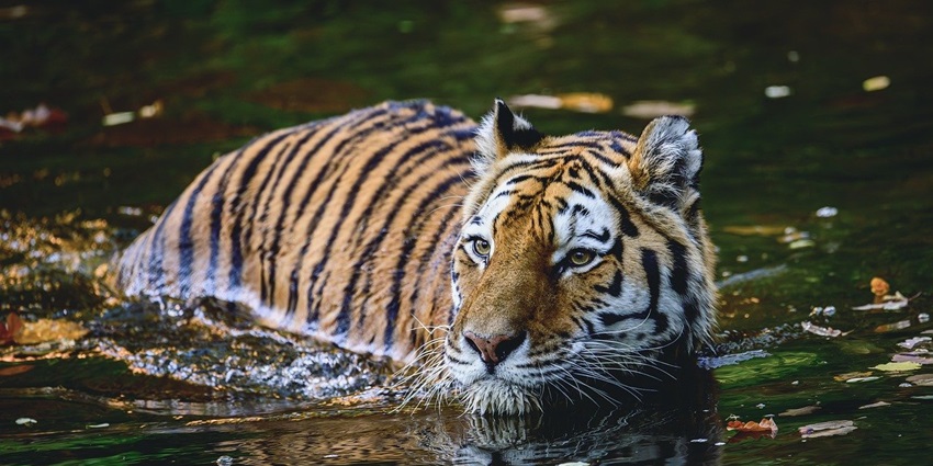 A majestic tiger prowling through a dence forest, showcasing wildlife beauty