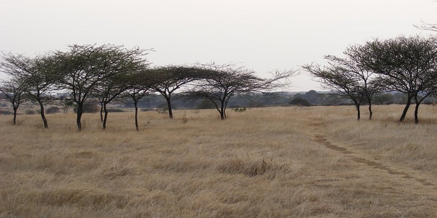 Vast grasslands of Nannaj Bustard Sanctuary in Solapur district, Maharashtra