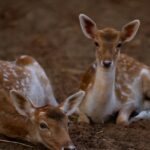 Graceful deers roaming freely in their lush natural habitat, embodying wild beauty.