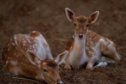 Graceful deers roaming freely in their lush natural habitat, embodying wild beauty.