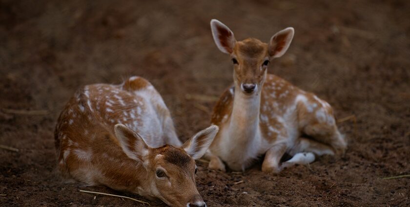 Graceful deers roaming freely in their lush natural habitat, embodying wild beauty.