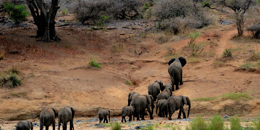 A picture of elephants walking on a brown mountain landscape in the Bali Zoo.