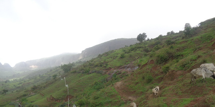 Some cows walk on the narrow trails of the Anjaneri Hill near Nashik in Maharashtra