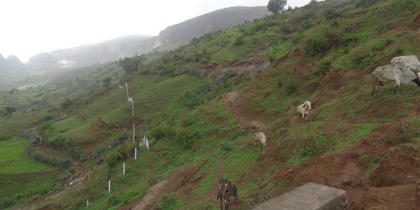 Some cows walk on the narrow trails of the Anjaneri Hill near Nashik in Maharashtra.