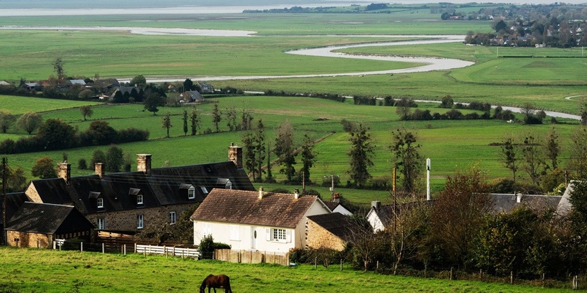 Horse standing on a village farm, surrounded by lush green fields and trees in Anvapada Village