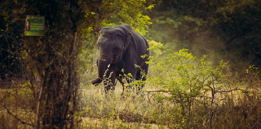 This is among the largest zoos in South Asia with tigers, lions, elephants, and exotic birds