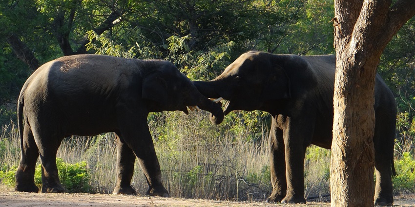 Jungle safari in Chennai Zoological park housing various animal species in natural habitats.