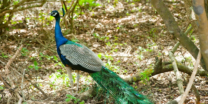 Visit the wilderness at Asola Bhatti Wildlife Sanctuary to have an amazing time.