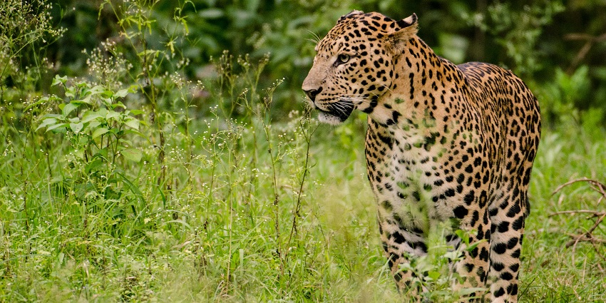 Snapshot of the rare leopard in the Asola Bhatti wildlife sanctuary near the Faridabad