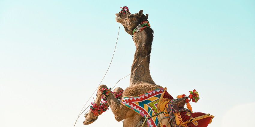 A jumping camel during a festival in the Thar Desert near Jaisalmer in Rajasthan.