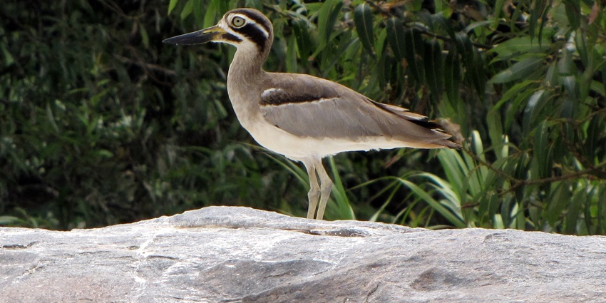Birdwatching near waterbodies, a peaceful choice among places to visit in Uttara Kannada