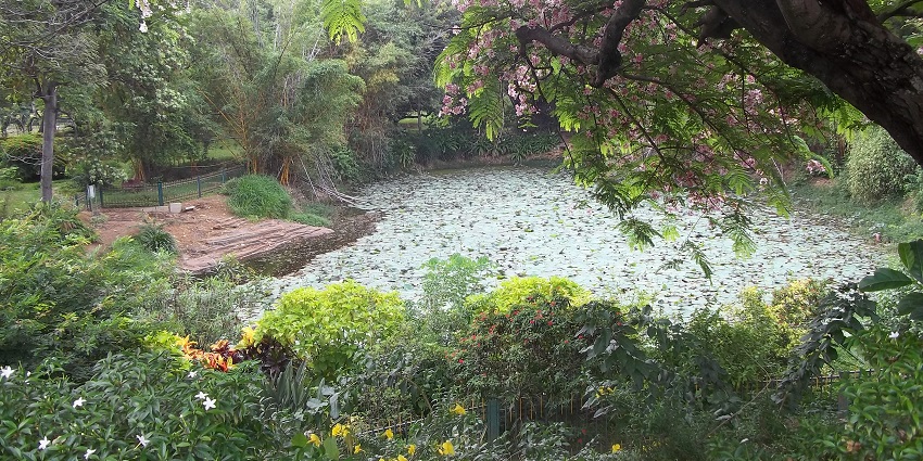 Avalahalli Forest is a forest area with dense trees featuring natural trekking trails.