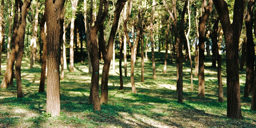 BBMP Park is one of the best places to visit in Koramangala for every traveller.