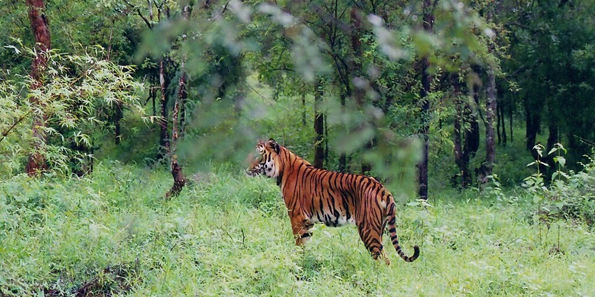 Explore the plethora of wildlife species and local flora at the Tipeshwar Wildlife Sanctuary