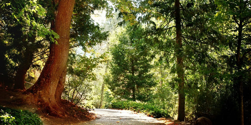 Bailey’s Walk is one of the famous hiking trails around Mount Abu Wildlife Sanctuary.
