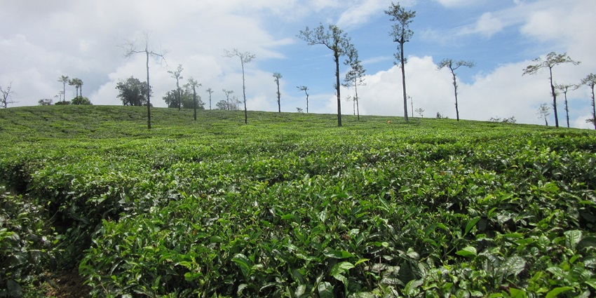 Balehonnur, the serene town with Sringeri Matha and coffee plantations is one of the best places to visit in Kalasa