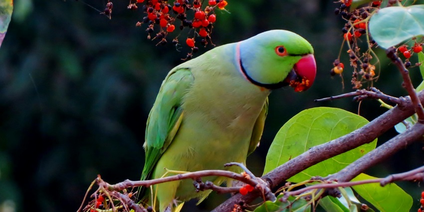 Four colourful parrots sitting on branches of a tree in front of Bali Bird Park wall.