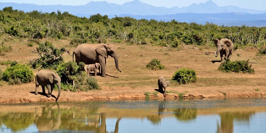 A herd of elephants at Bali Safari and Marine Park on a sunny day during a safari.
