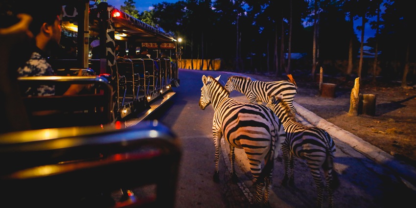 Close up view of zebras spotted on a night safari through this park