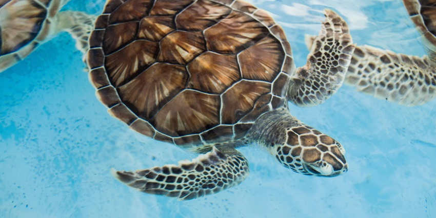 Bali Sea Turtle Society is one of the popular places to visit in Bali with family for fun.