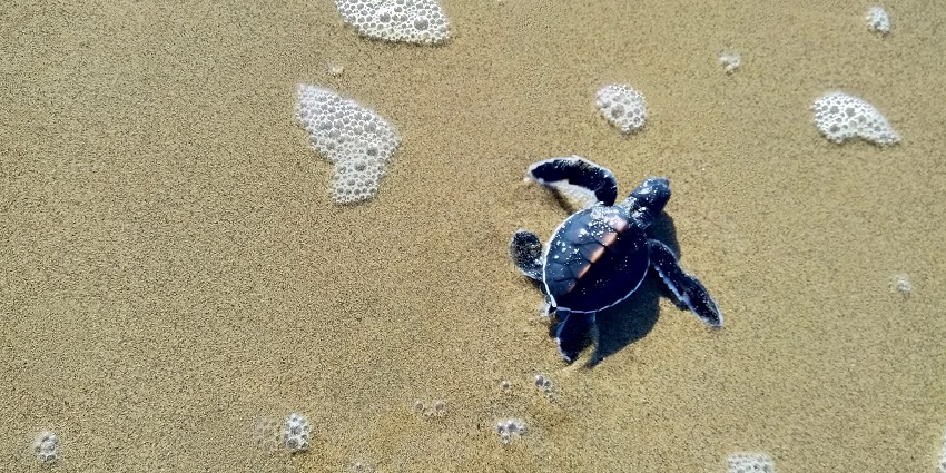 Baby green sea turtle trying to move forward against less water on a soft sand surface.