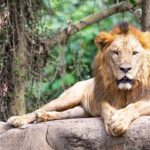 Lion sitting majestically at Bali Zoo.