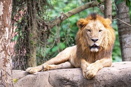 Lion sitting majestically at Bali Zoo.