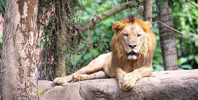 Lion sitting majestically at Bali Zoo.