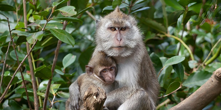 A picture of a brown and white monkey sitting on a rock, surrounded by nature.