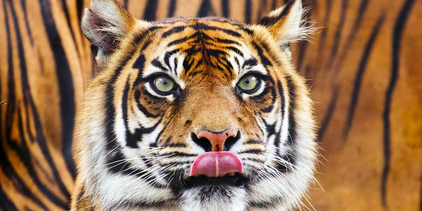 Image of a big tiger licking its tongue, residing at at Bali Zoo along with other animals