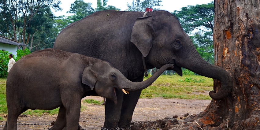 Kabini elephant camp, the famous place to visit in Kabini focuses on elephant welfare and conservation.