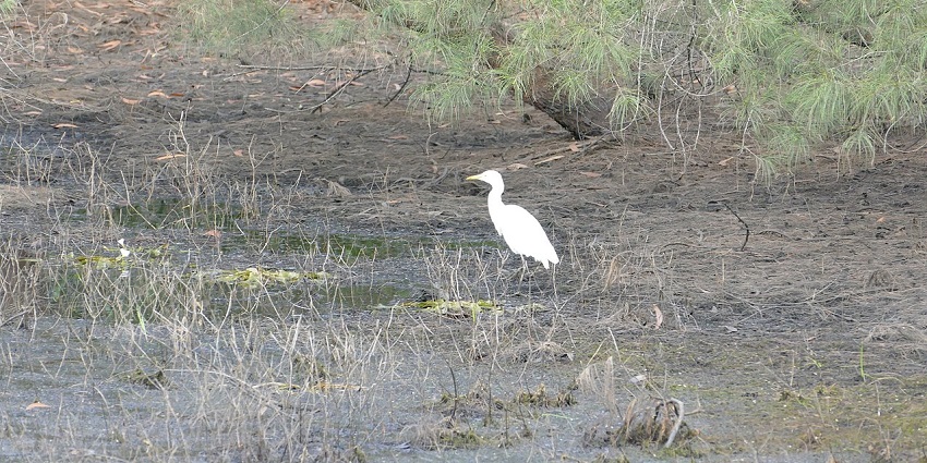 Egret, a white crane-like migratory bird in Balukhand-Konark Wildlife Sanctuary.