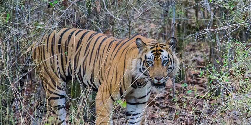 An image of the tiger in Bandhavgarh National Park surrounded by lush greenery