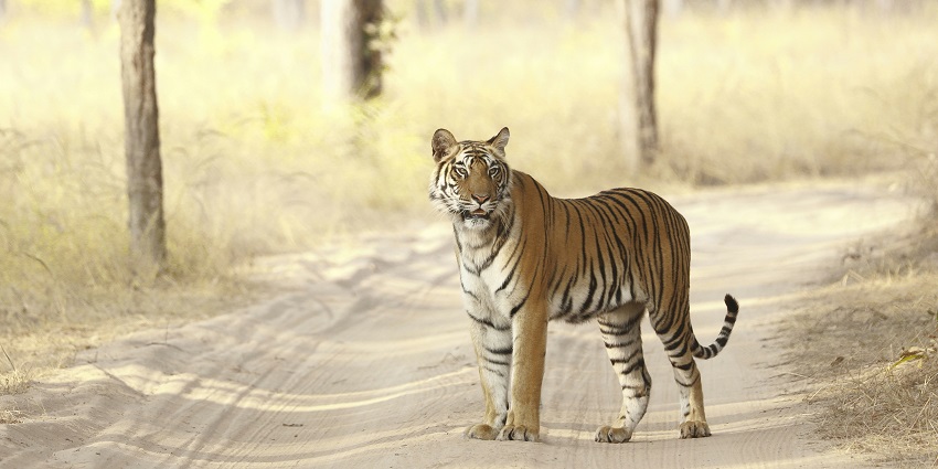 A view of a brown and black tiger, one of the best national parks of Madhya Pradesh.