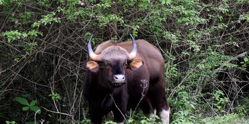 Bandipur national park is regarded as one of the beautiful and well managed national parks
