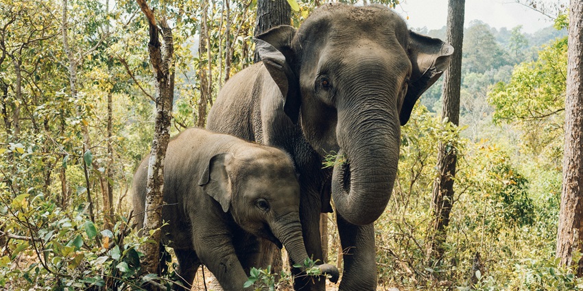 An elephant at Bandipur National Park, one of the best places to visit near Bandipur.