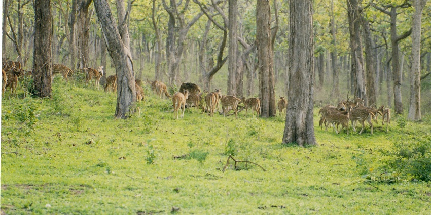 Bandipur, a peaceful place to visit in april in Karnataka